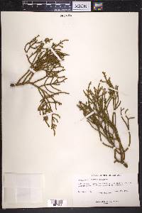 Phoradendron juniperinum image