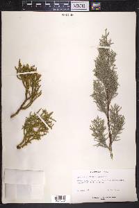 Phoradendron juniperinum image