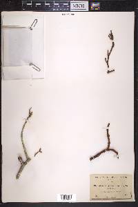 Phoradendron juniperinum image