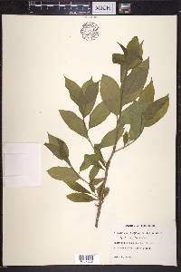 Pyrularia pubera image