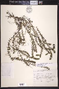 Elodea canadensis image