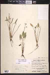 Sagittaria cuneata image