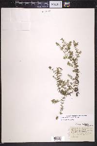 Elodea nuttallii image