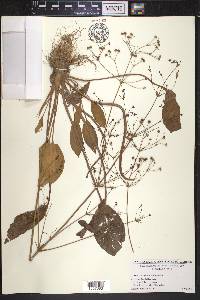 Alisma plantago-aquatica image