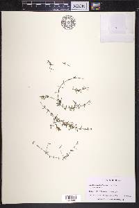 Elodea nuttallii image