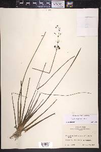 Sagittaria graminea image