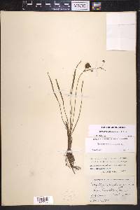 Sagittaria engelmanniana image