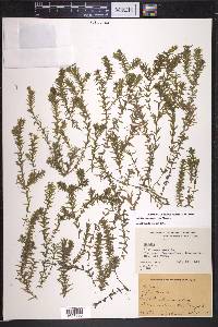 Elodea canadensis image