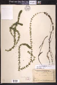 Elodea canadensis image