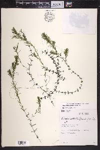 Elodea nuttallii image