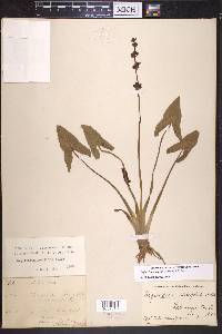 Sagittaria australis image