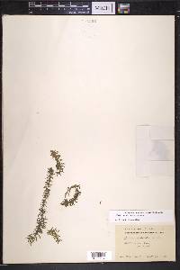 Elodea canadensis image