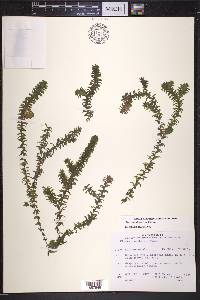Elodea canadensis image