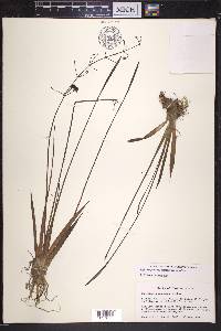 Sagittaria graminea image