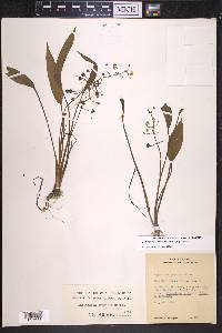 Sagittaria graminea image