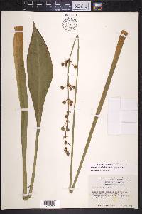 Sagittaria lancifolia image