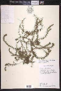 Elodea canadensis image