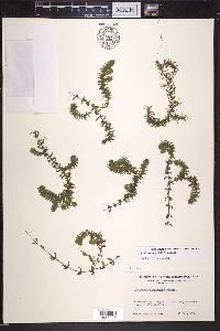 Elodea canadensis image