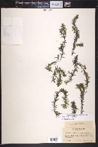 Elodea canadensis image