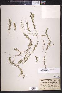 Elodea nuttallii image