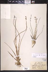 Sagittaria graminea image