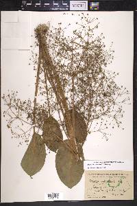 Alisma subcordatum image