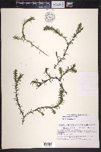 Elodea canadensis image