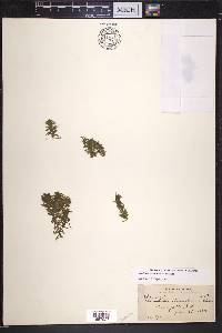 Elodea canadensis image