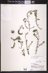 Elodea canadensis image