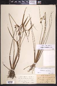 Sagittaria engelmanniana image