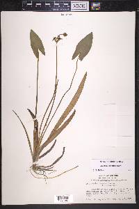 Sagittaria cuneata image