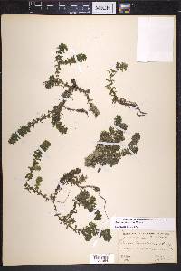 Elodea canadensis image