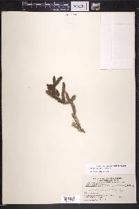 Elodea canadensis image