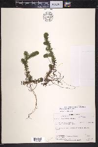 Elodea canadensis image