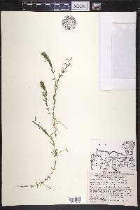 Elodea nuttallii image