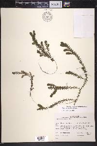 Elodea canadensis image