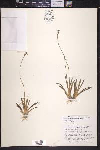 Sagittaria graminea image