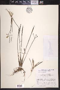 Sagittaria graminea image