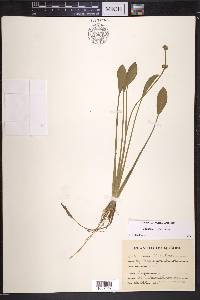 Sagittaria rigida image