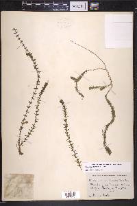 Elodea canadensis image