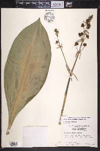 Sagittaria lancifolia image