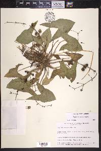 Sagittaria cuneata image