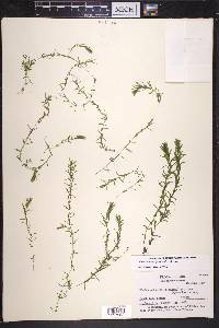 Elodea nuttallii image