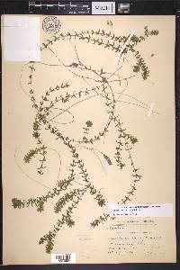 Elodea canadensis image
