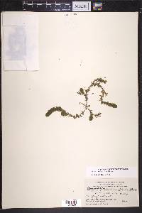 Elodea canadensis image