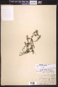 Elodea nuttallii image