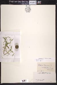 Elodea bifoliata image