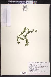 Elodea canadensis image