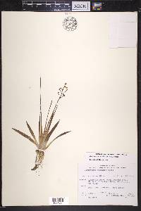 Sagittaria graminea image