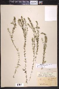 Elodea nuttallii image